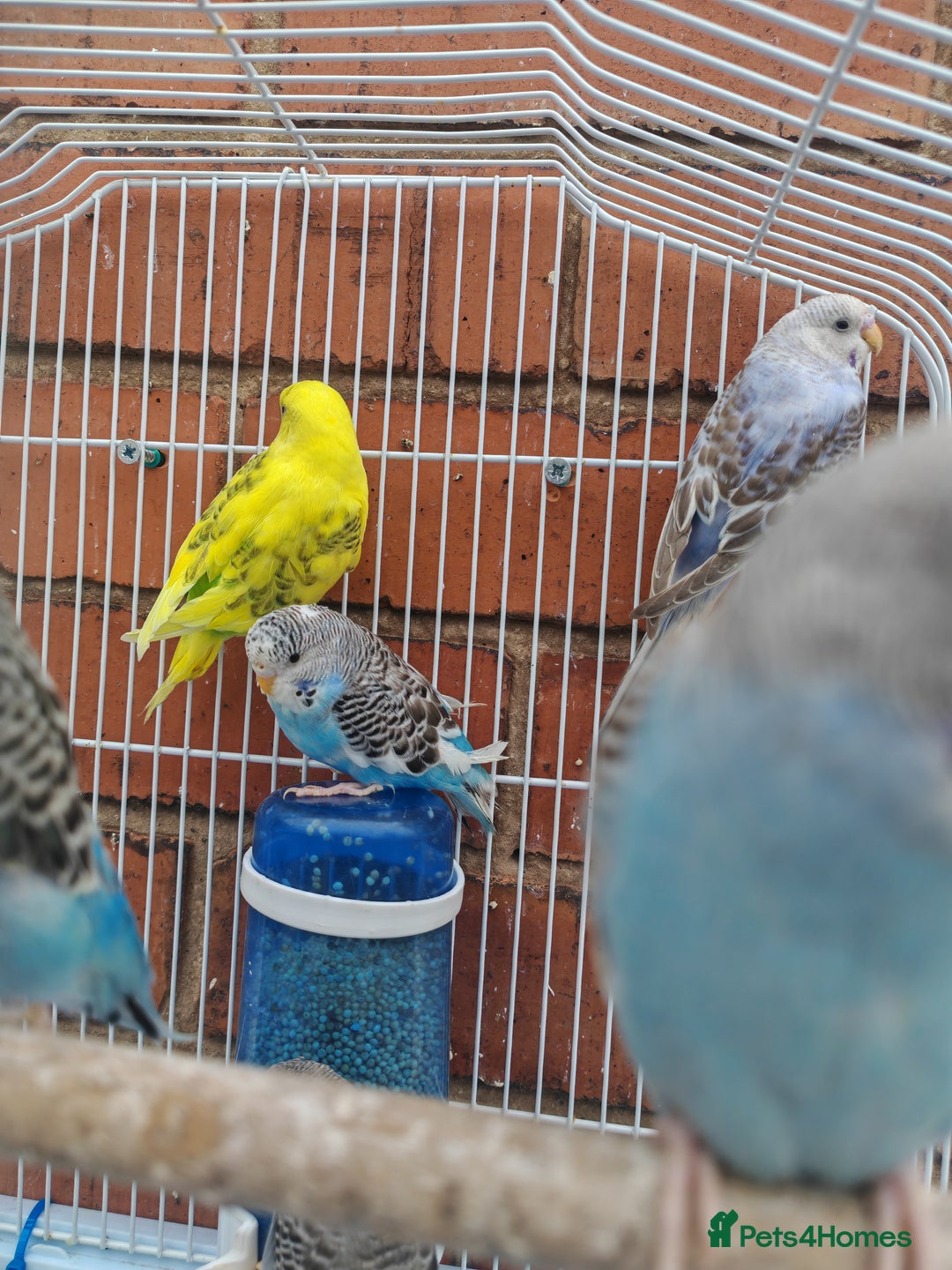 Budgerigars birds for sale: Budgies  - Image 2