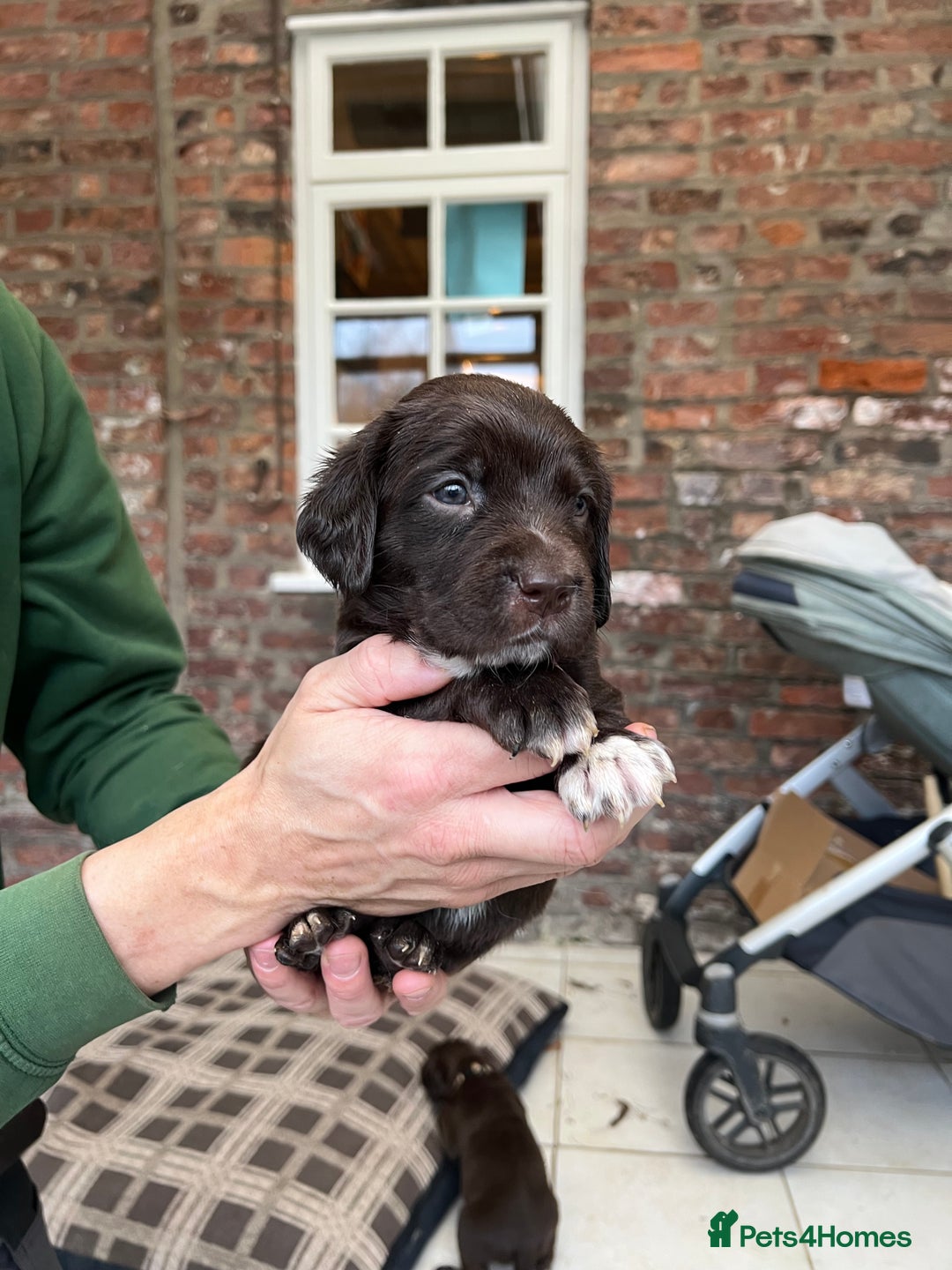 Springador dogs for sale: Quality Springadors: Health Tested, Working Lines - Advert 13