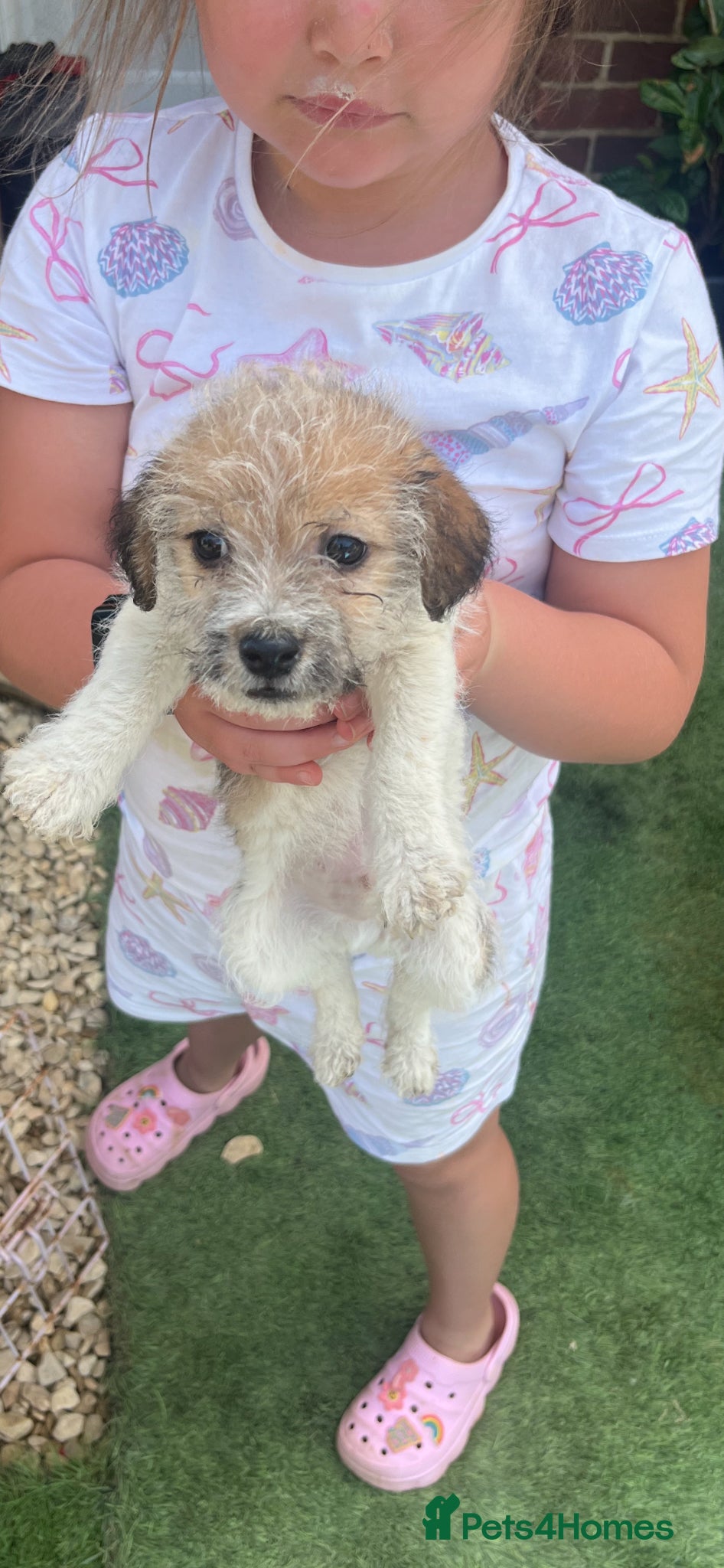 Jack Russell dogs for sale: Gorgeous tiny Jack Russell‘s in High Wycombe - Advert 5