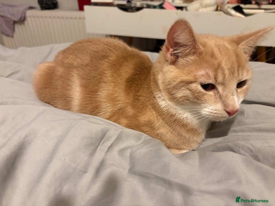 Mixed Breed cats for sale: Ginger cat available  - Advert 3