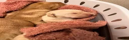 Labrador Retriever dogs for sale: Beautiful Labradors puppy’s looking for a new home in London - Advert 25