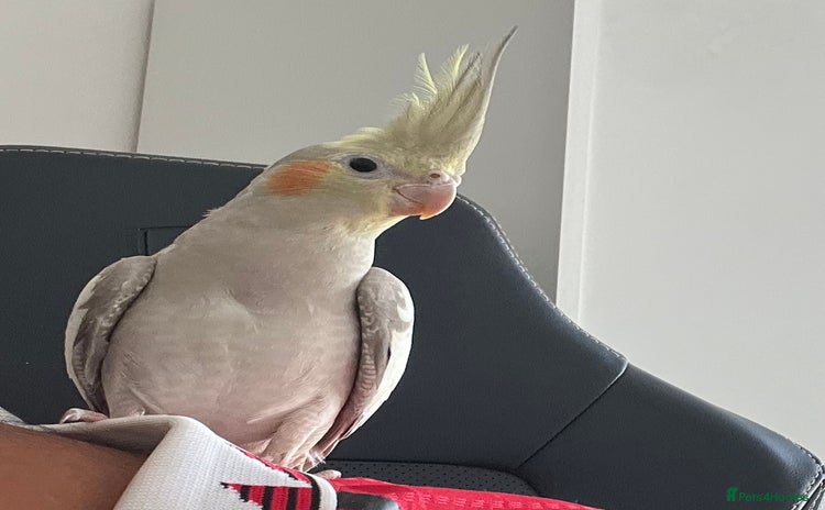Cockatiels birds - Advert 2