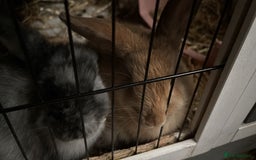 Mini Lop rabbits for sale: Mini Lop Boys(13w), Doug&Derek need a forever home - Image 5