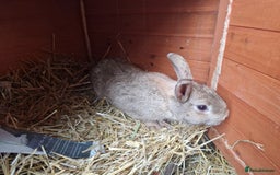 Mixed Breed rabbits for sale: Gorgeous tempered cute bonded mother daughter duo  - Image 8