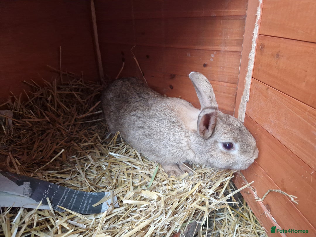 Mixed Breed rabbits for sale: Gorgeous tempered cute bonded mother daughter duo  - Image 8