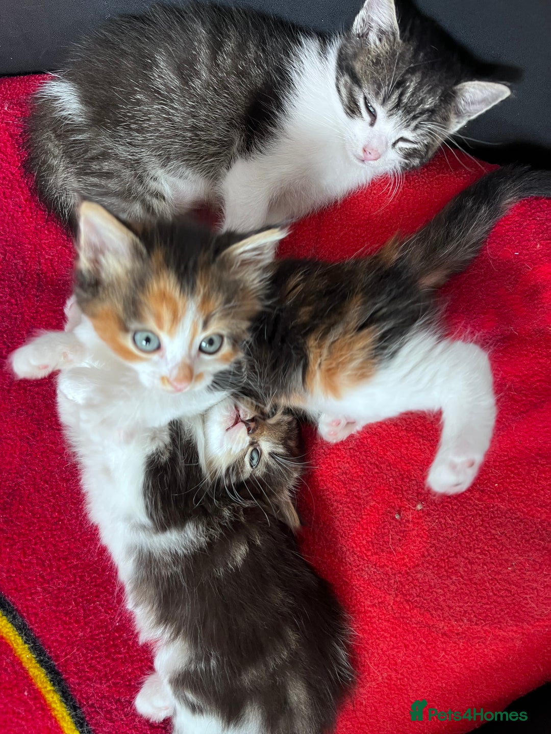 Mixed Breed cats for sale: Beautiful Playful Kittens - Image 5