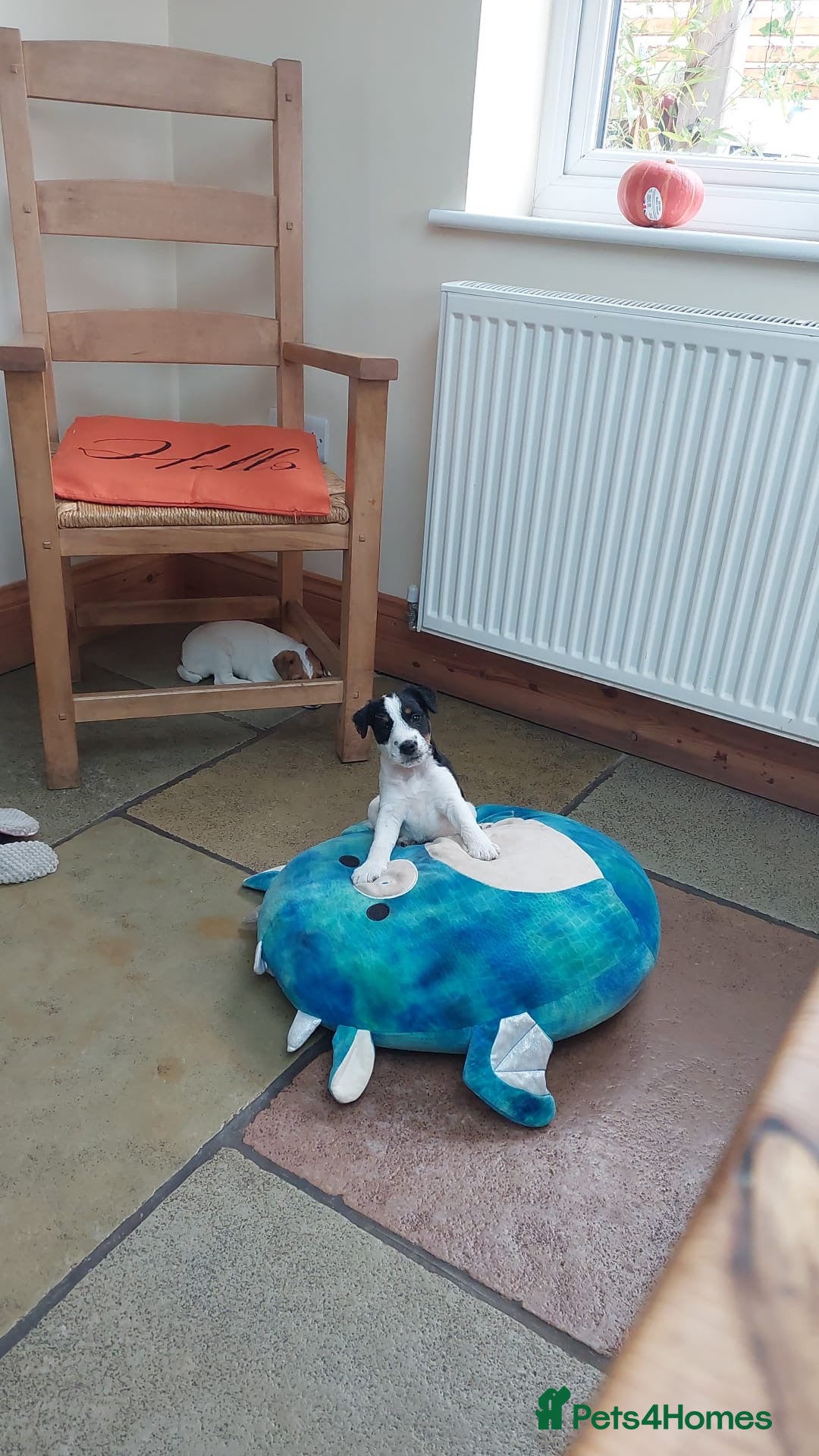Parson Russell dogs for sale: Male Parson Russell  - Image 6
