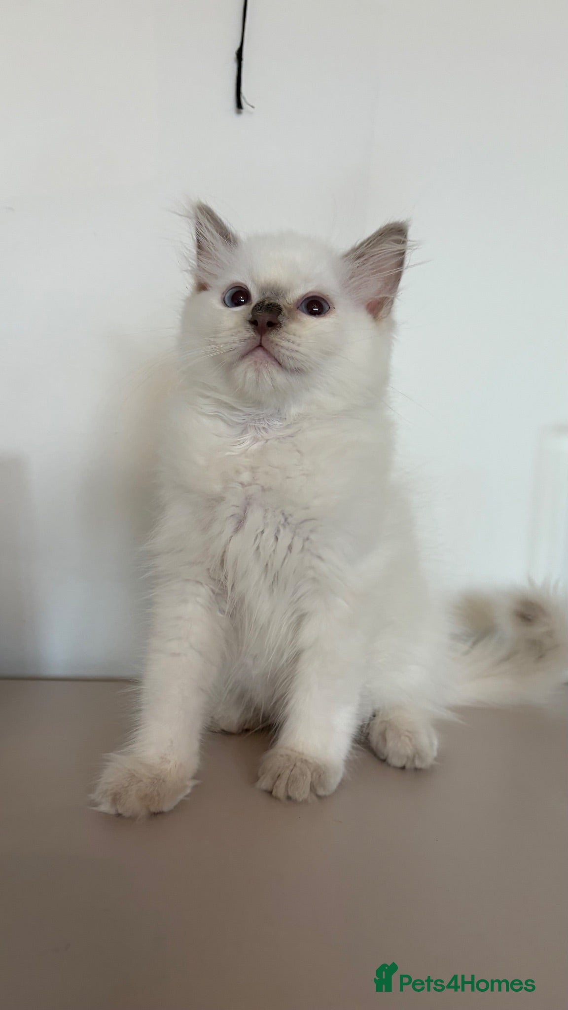 Ragdoll cats male ragdoll ready now - Advert 6