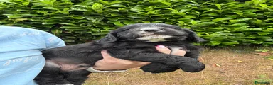 Cocker Spaniel 2