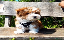 Havanese dogs for sale: Beautiful Puppy Bella Looking for a Loving Home - Image 3