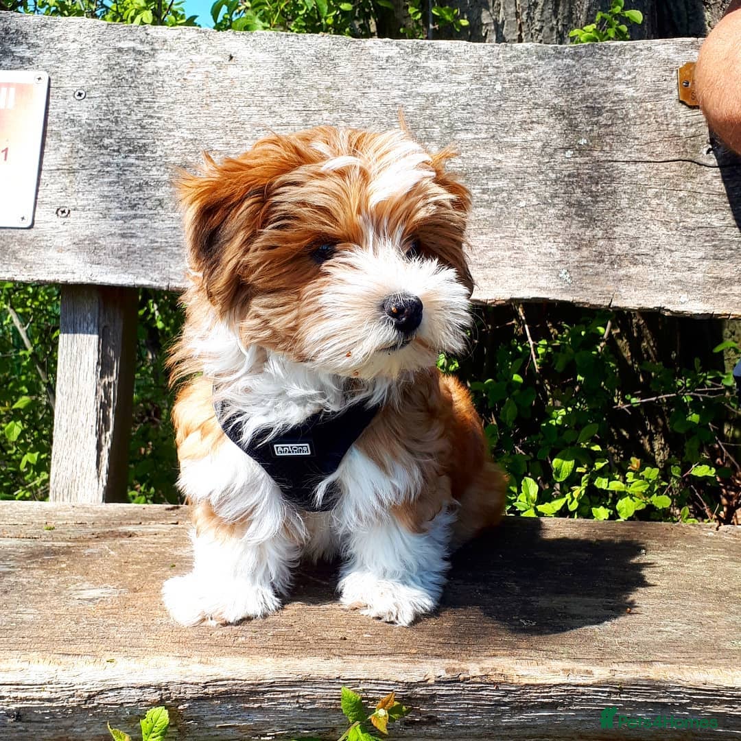 Havanese dogs for sale: Beautiful Puppy Bella Looking for a Loving Home - Image 3