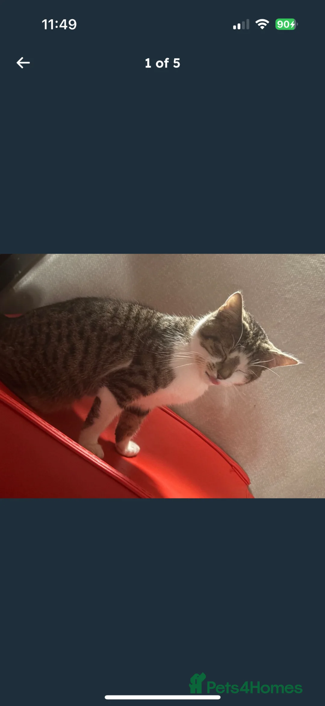 Mixed Breed cats for sale: Male mixed bread  - Advert 4