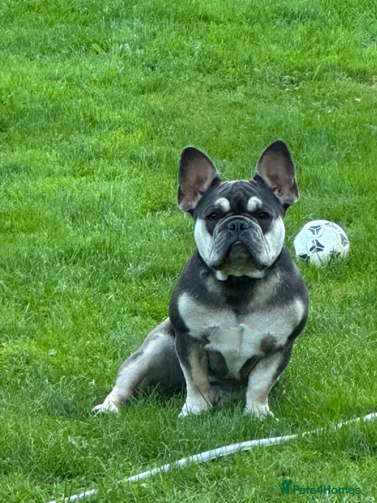 French Bulldog dogs female  - Advert 4