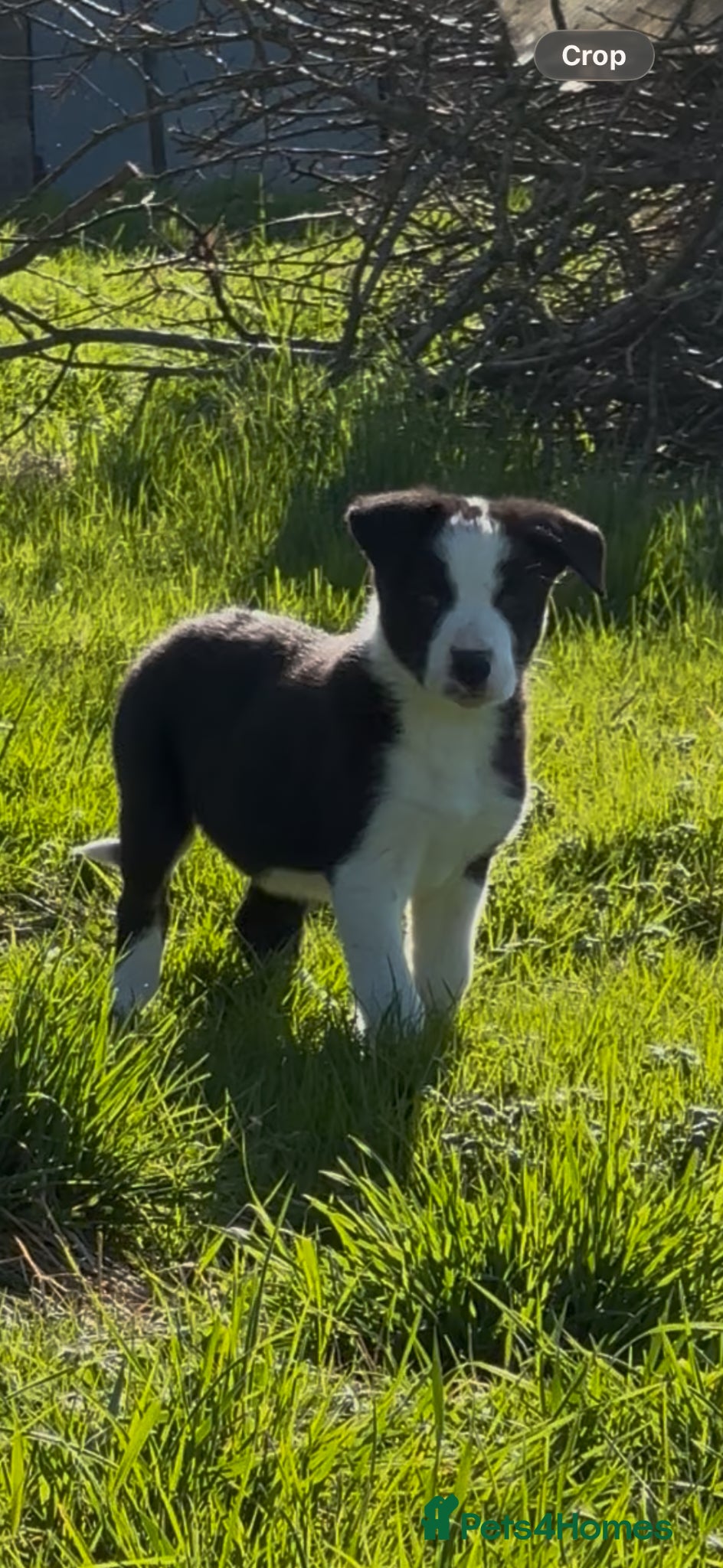 Border Collie dogs Border Collie Pups - Advert 1