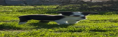 Border Collie Puppy 4