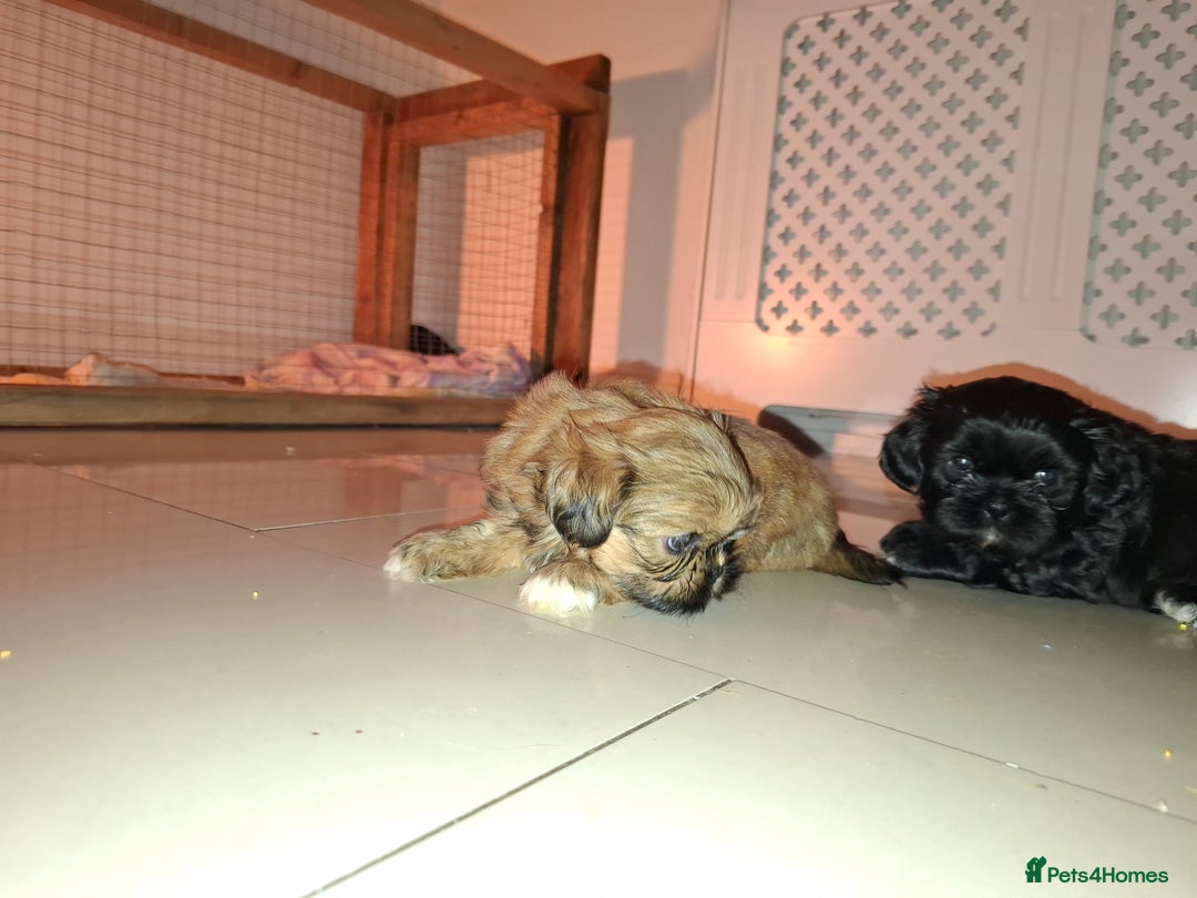 Shih Tzu dogs for sale: Shih tzu pups - Advert 16