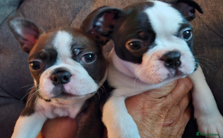 Boston Terrier dogs - Advert 1