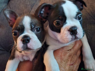 Boston Terrier dogs - Advert 17