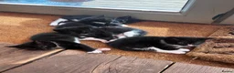 Mixed Breed cats for sale: Mixed Breed Tuxedo kittens  - Advert 10