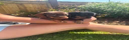 Miniature Dachshund dogs for sale: Beautiful Miniture Dachshund Babies - Advert 2