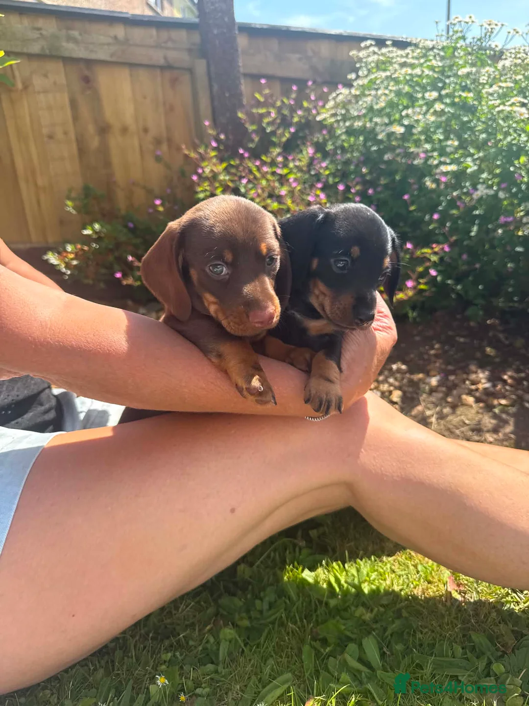Miniature Dachshund dogs for sale: Beautiful Miniture Dachshund Babies - Advert 2