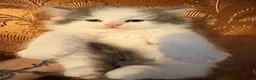 Mixed Breed cats for sale: Super cute Mainecoon x Persian  - Advert 4