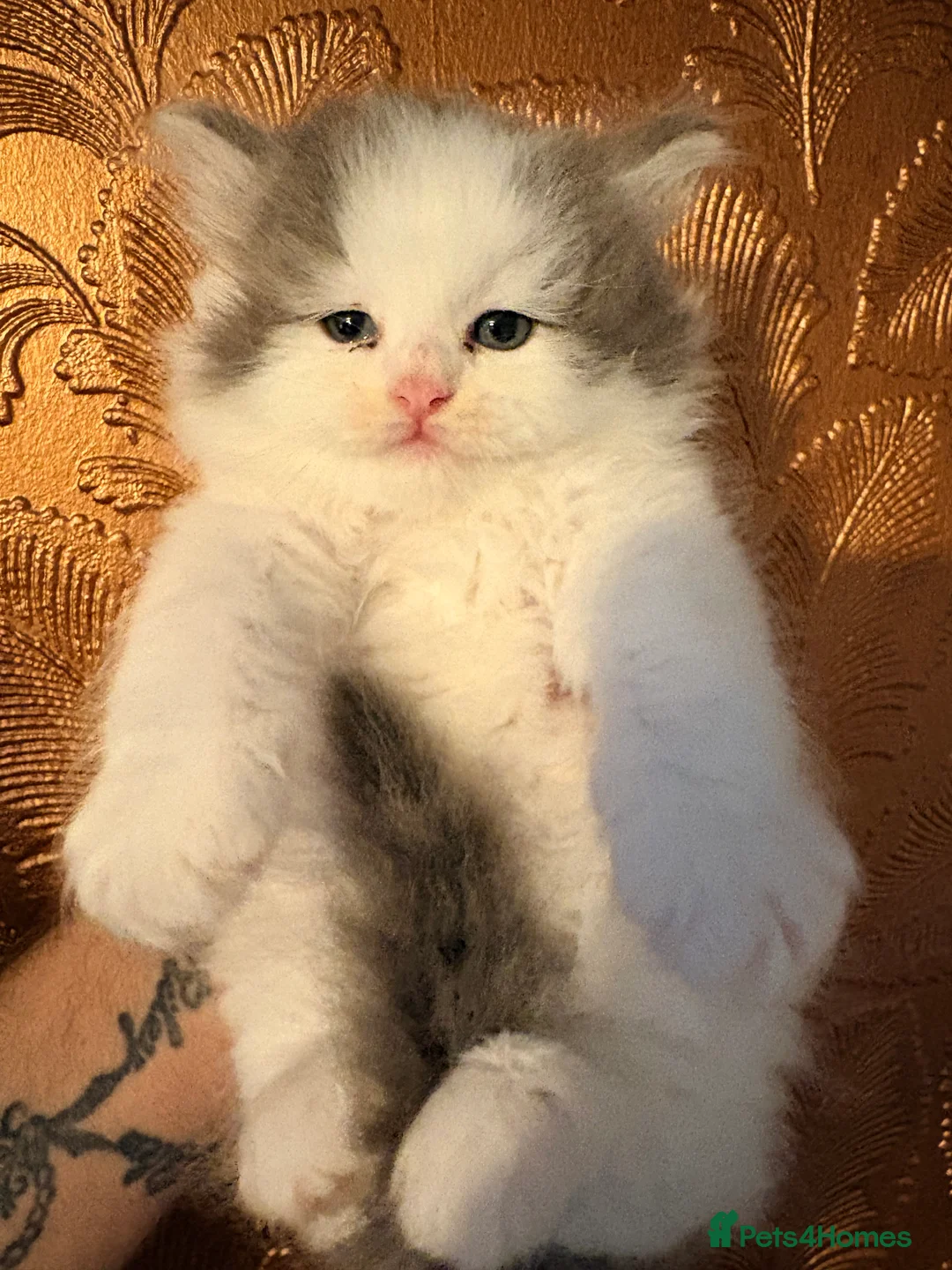 Mixed Breed cats for sale: £550 mainecoon x - Advert 19