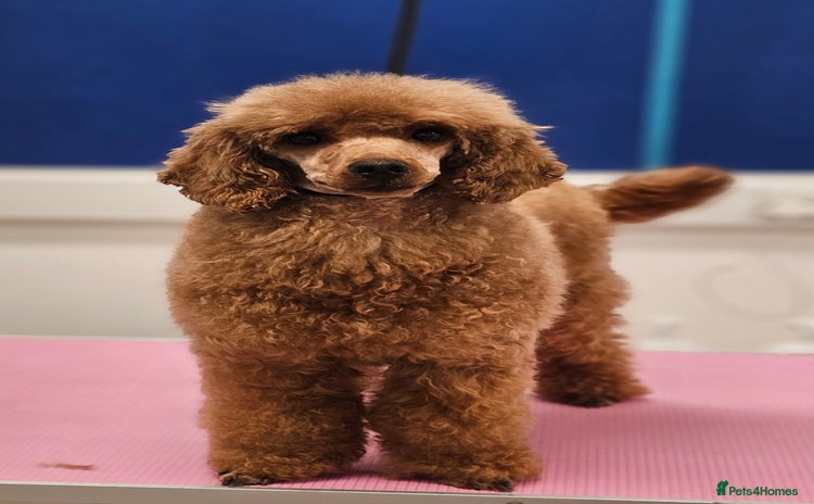 Miniature Poodle dogs - Advert 4