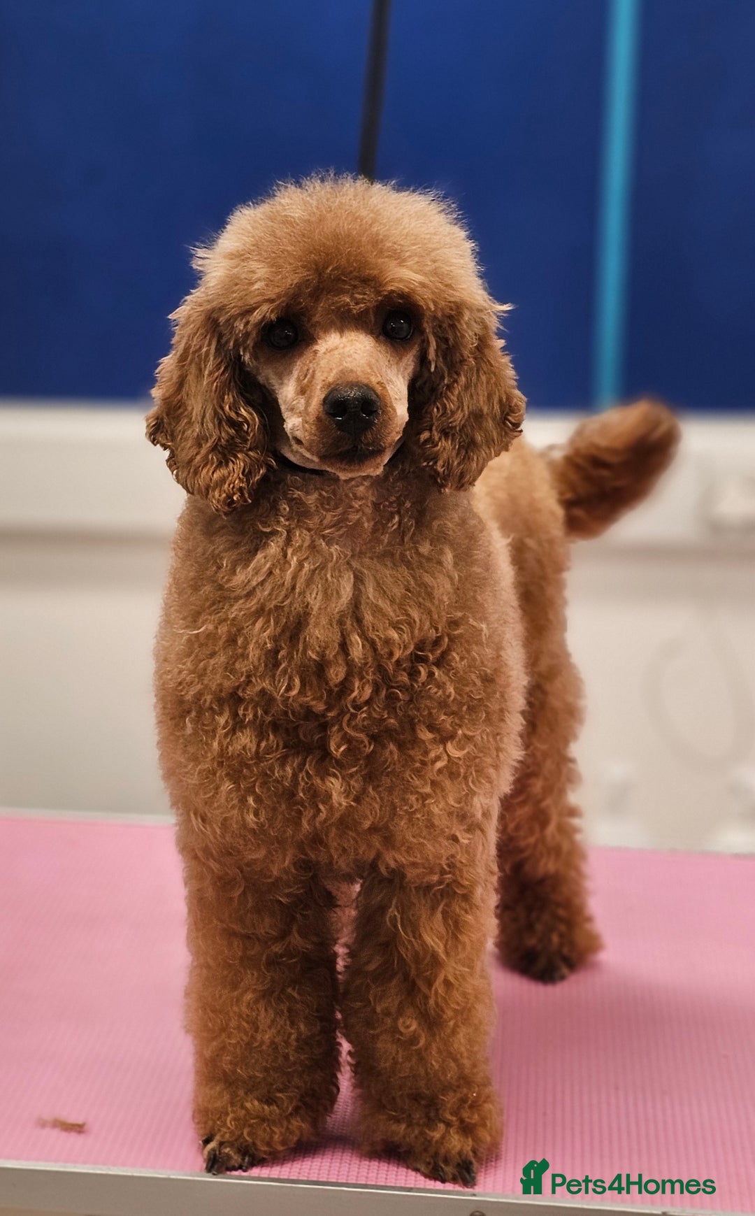 Miniature Poodle dogs for sale: Stunning female  - Image 1