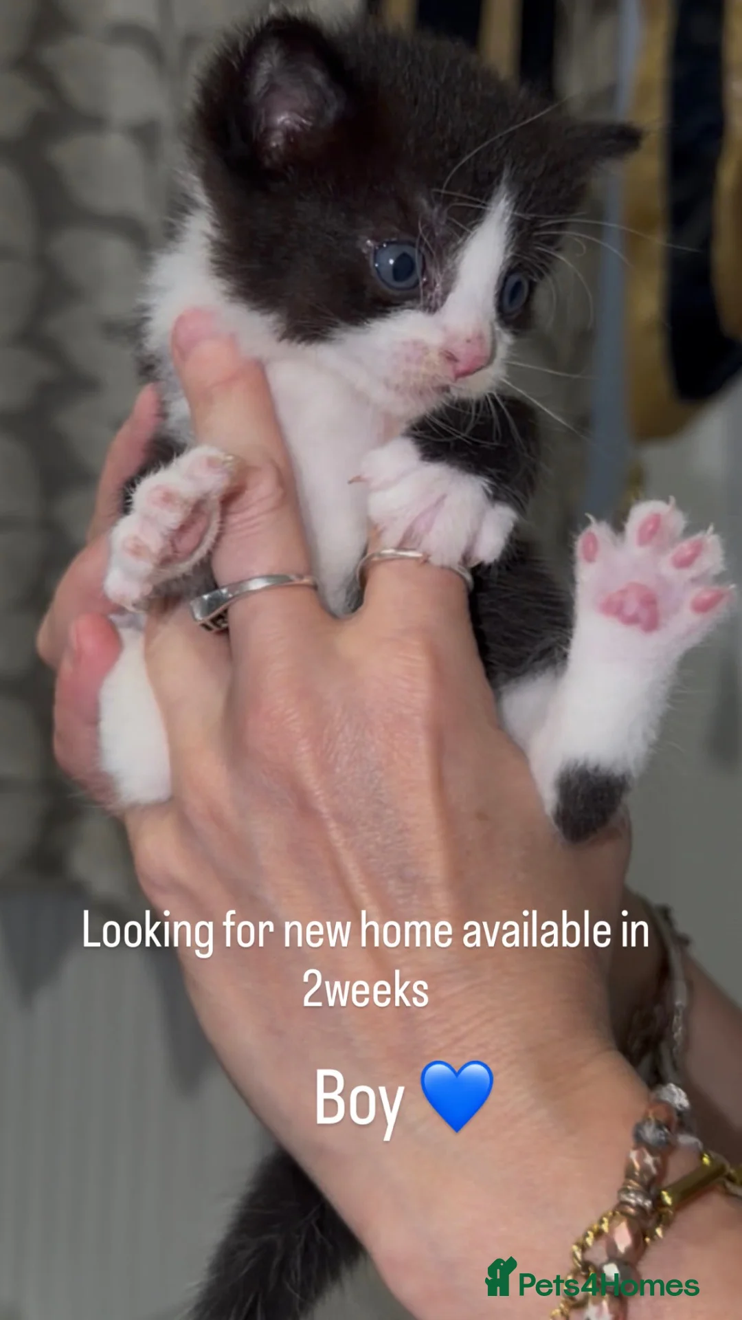 British Shorthair cats for sale: 2 gorgeous kittens left for new 🏡 - Advert 3