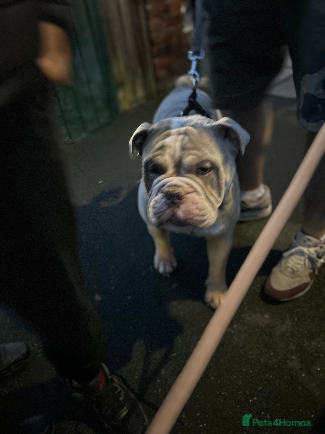 English Bulldog dogs for sale: New English bulldog  - Image 3