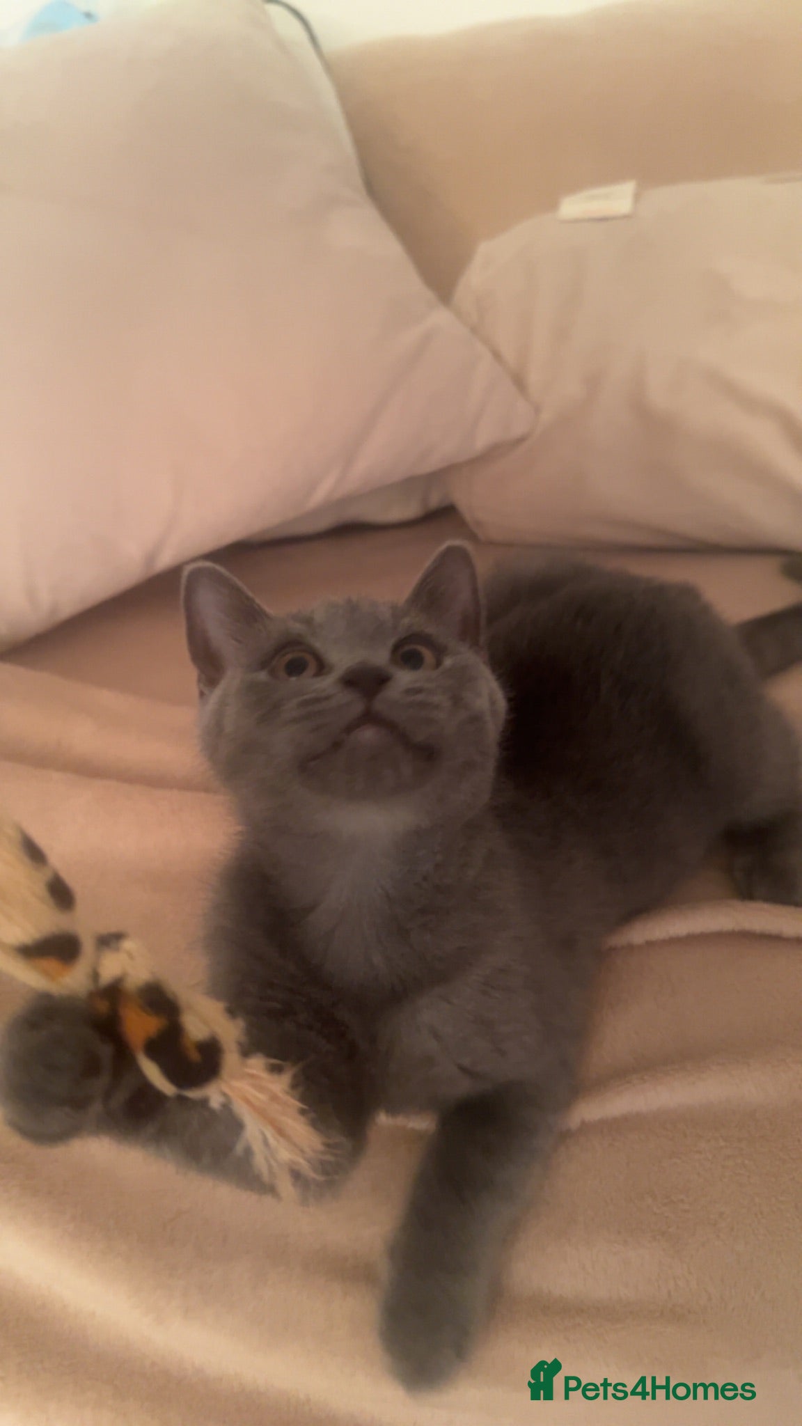 British Shorthair cats Beautiful blue British shorthaired Female  - Advert 1