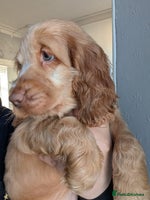 Cocker Spaniel dogs 🐾Pedigree Show cocker spaniel puppies🐾 - Advert 2