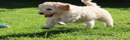 Cavapoochon dogs for sale: Beautiful Cavapoochon puppies for sale - Advert 12