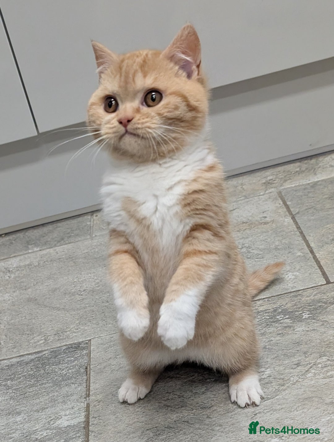 British Shorthair cats for sale: Gorgeous British shorthair kittens  - Advert 16