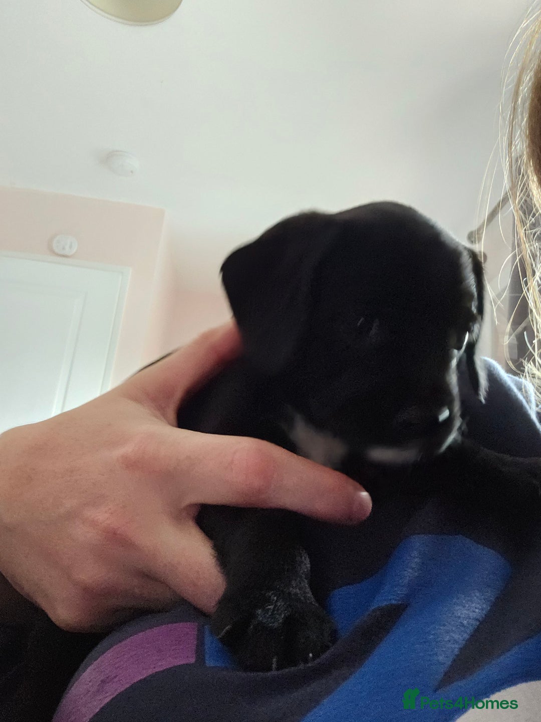 Mixed Breed dogs for sale: Border terrier x cavapoo pups - Image 8