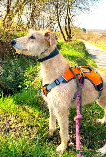 Gallery Image {{count}}