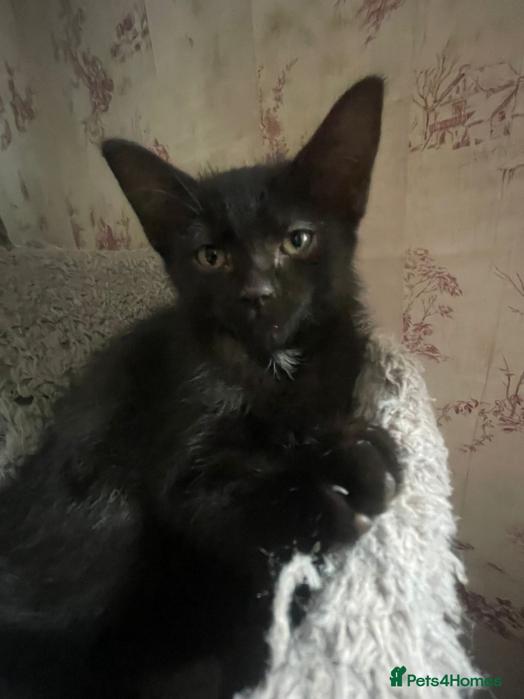 Dwelf cats for sale: Elf Sphynx cross  - Image 7