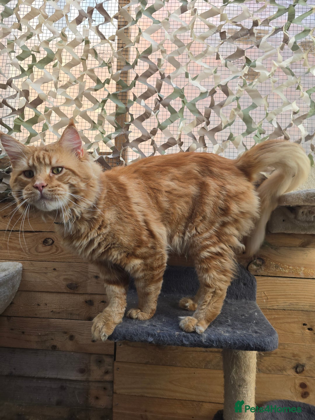 Maine Coon cats for sale: Maine Coon Kittens LARGE Blue/Black Tortie/Tabby - Advert 23