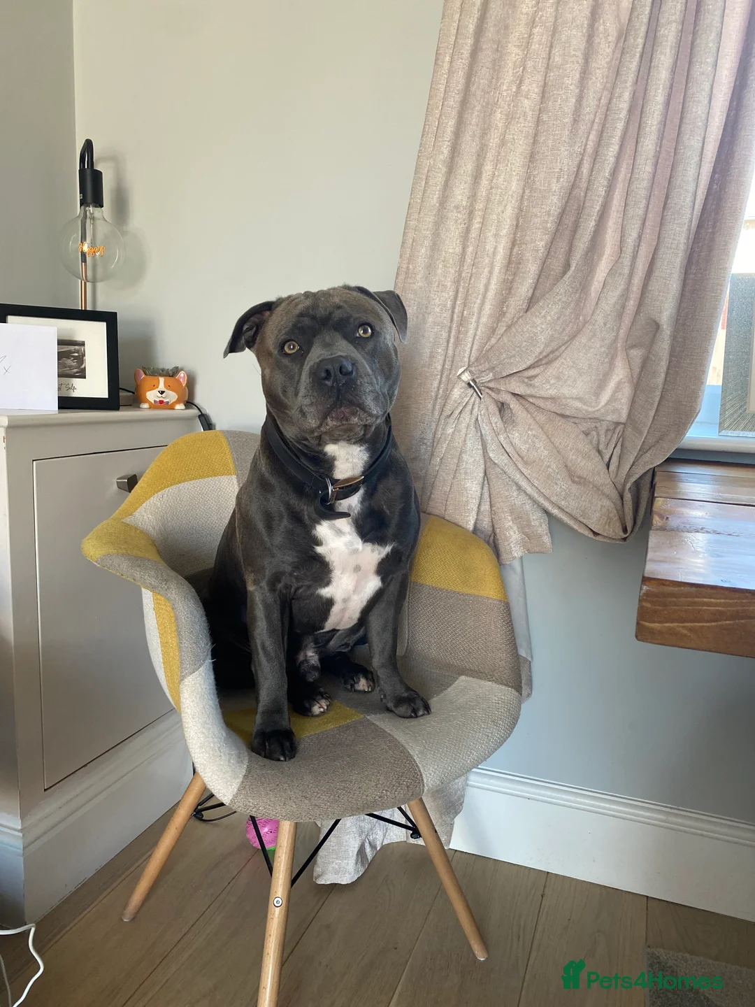 Staffordshire Bull Terrier dogs for stud: KC PROVEN Blue Staffordshire Bull Terrier for STUD in Wakefield - Advert 8