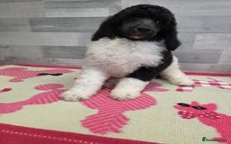 Standard Poodle dogs for sale: Stunning kc standard poodle puppies ready now - Image 8