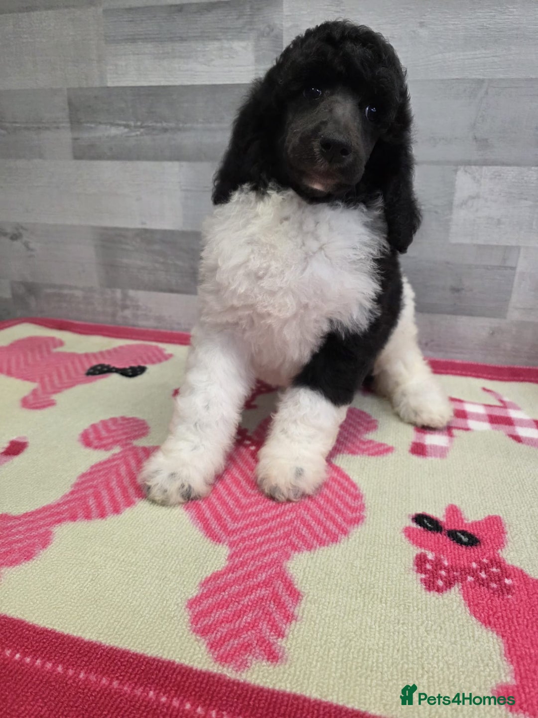Standard Poodle dogs for sale: Stunning kc standard poodle puppies ready now - Image 8