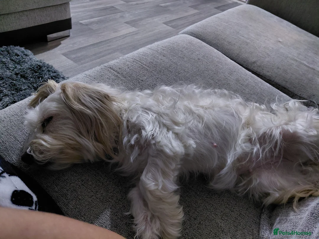 Mixed Breed dogs for sale: Minnie is looking for a new home  in Rotherham - Advert 2