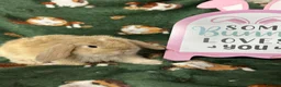 Mini Lop rabbits for sale: Beautiful Baby Mini Lops Ready now  - Advert 6