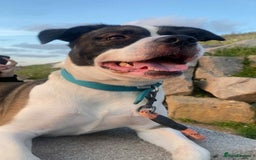 Mixed Breed dogs for sale: Border Collie and Cane corso mixed dog  - Image 4