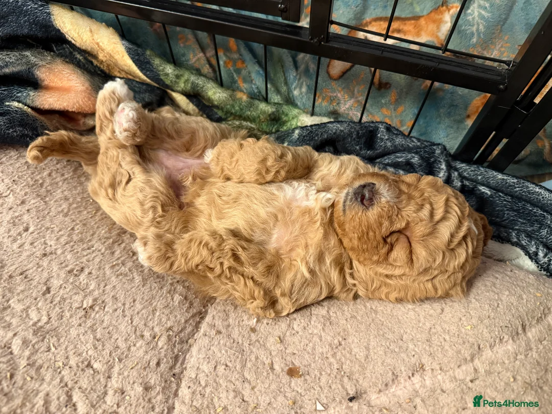 Mixed Breed dogs for sale: F1BB  - Advert 14