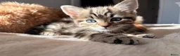 Mixed Breed cats for sale: One beautiful kitten male ready soon - Advert 4