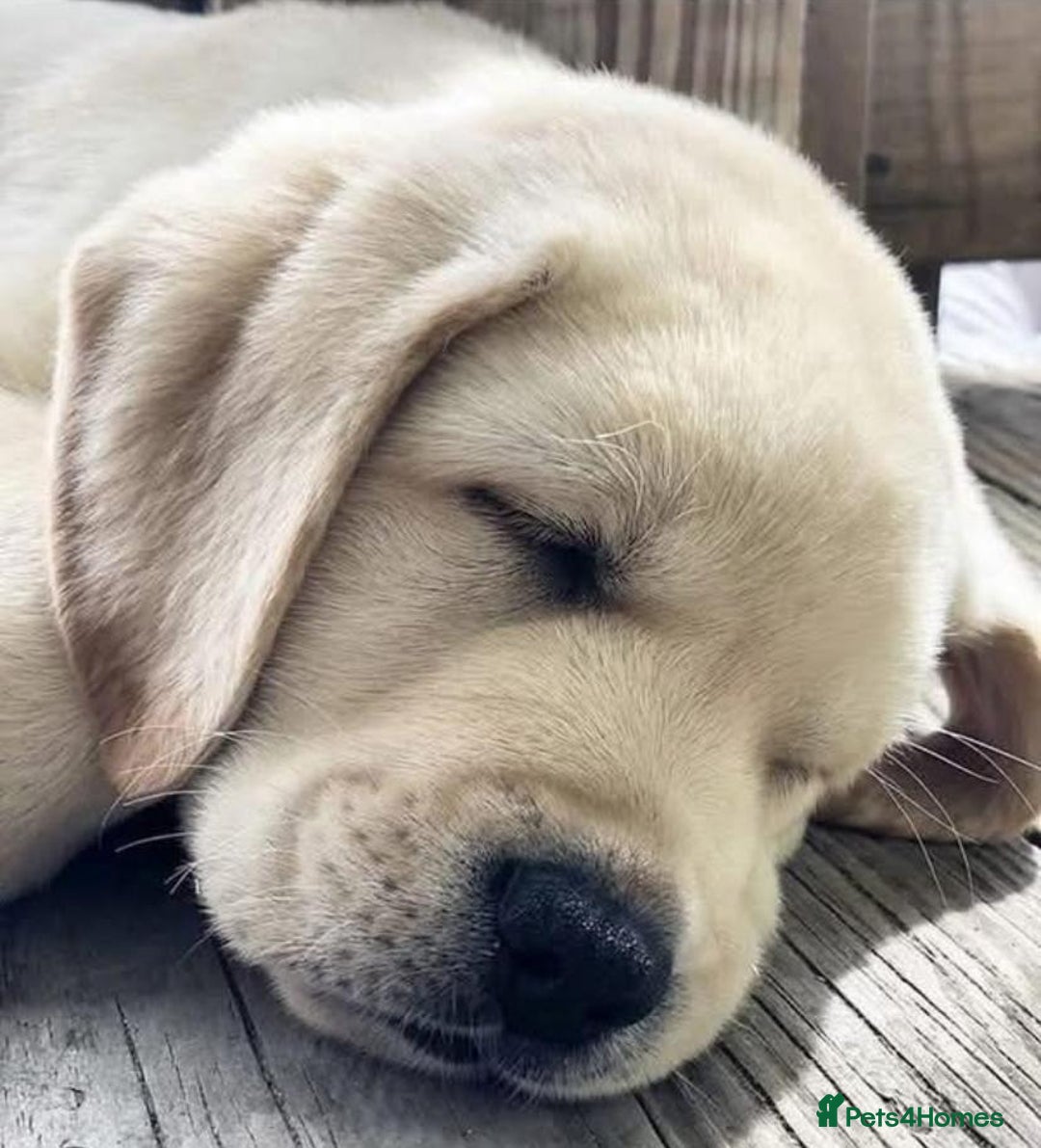 Labrador Retriever dogs for sale: !Stunning pure bred labrador pups - Image 6