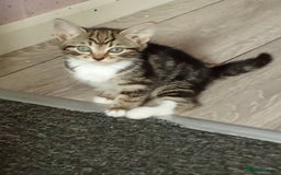 Mixed Breed cats for sale: Kittens for sale  - Image 6