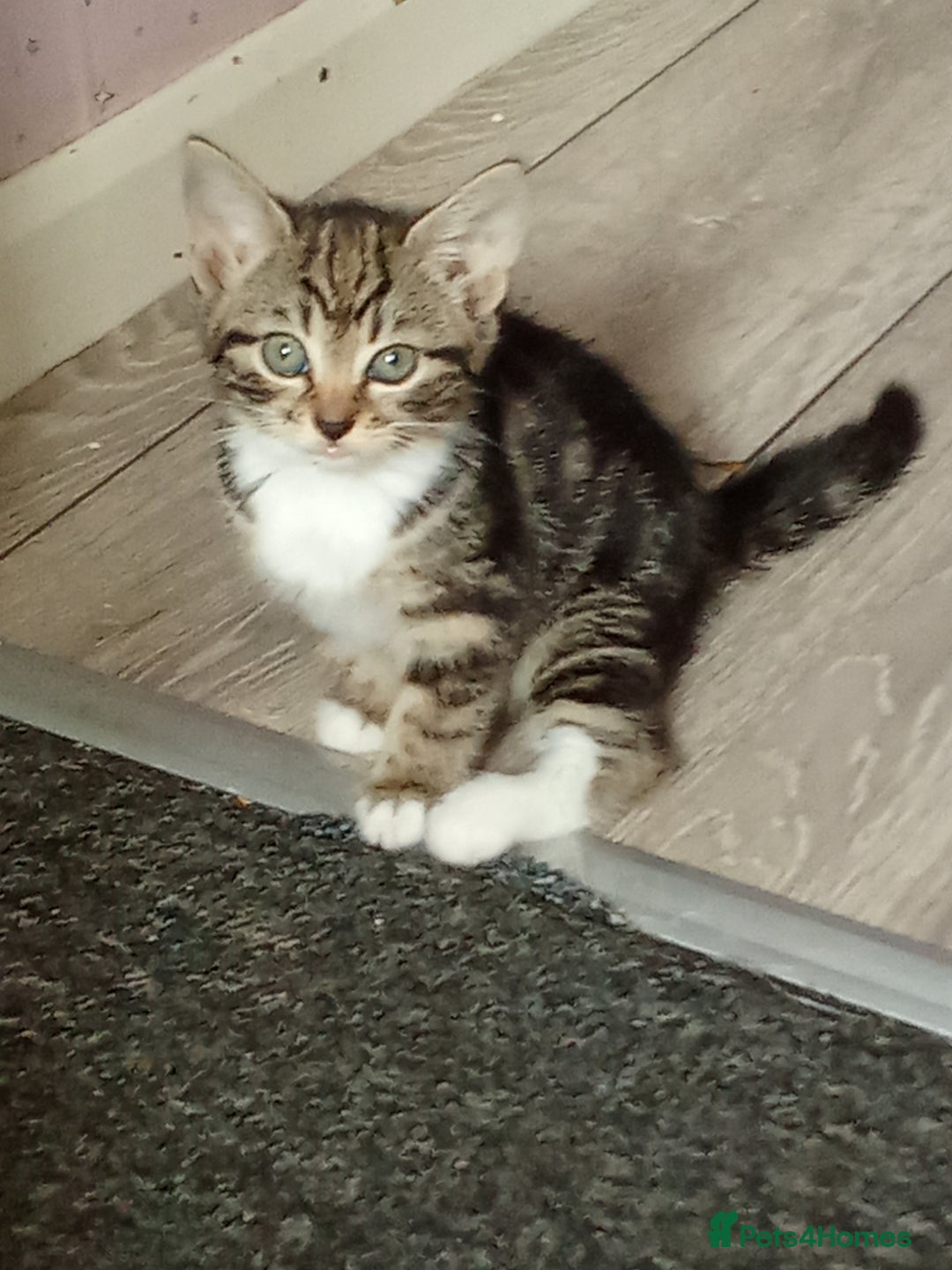 Mixed Breed cats for sale: Kittens for sale  - Image 6